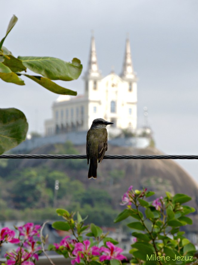 BomDiaBemTeVi_assinado
